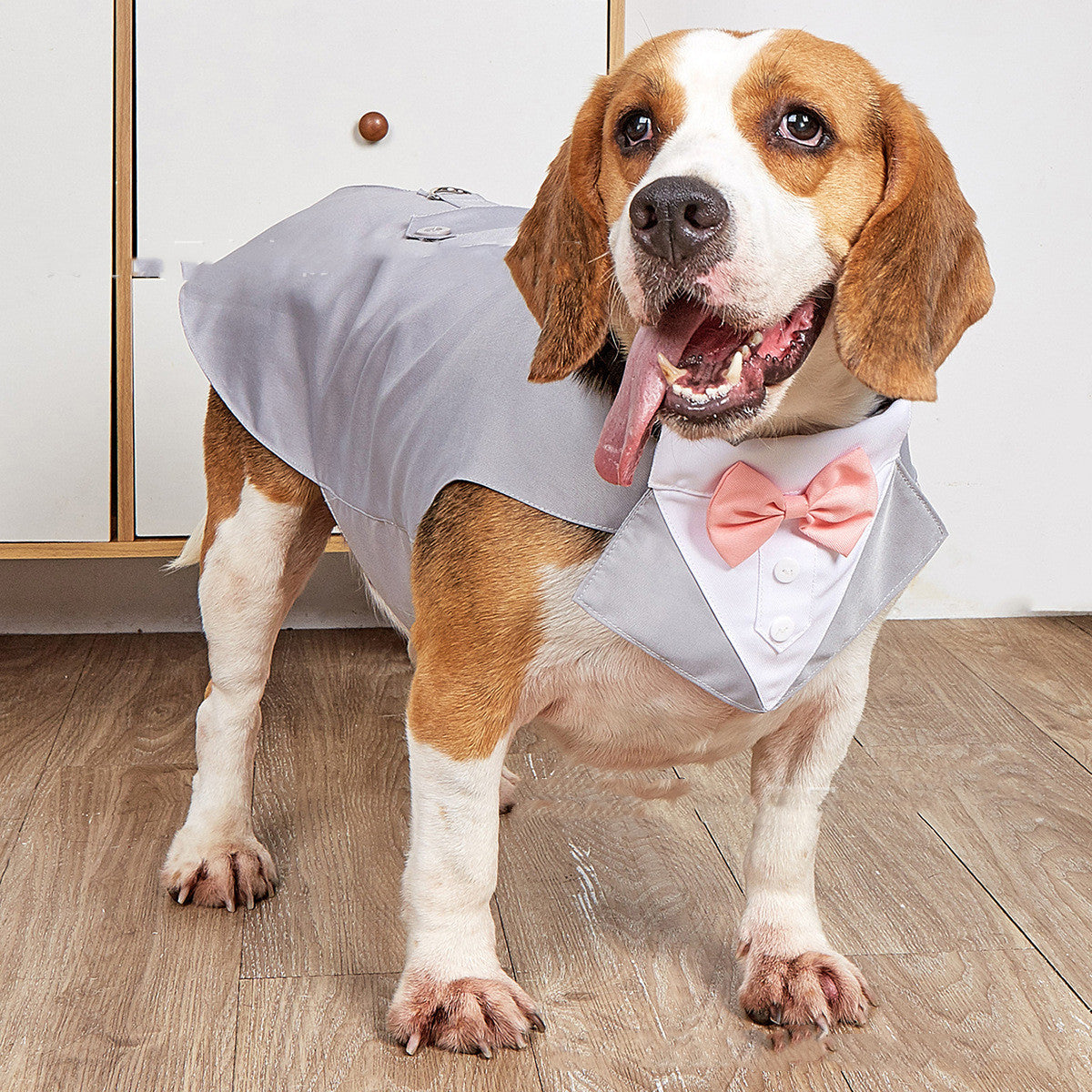 The Perfect Pet Accessory for Special Occasions